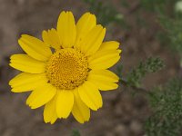 Anacyclus radiatus 4, Saxifraga-Willem van Kruijsbergen
